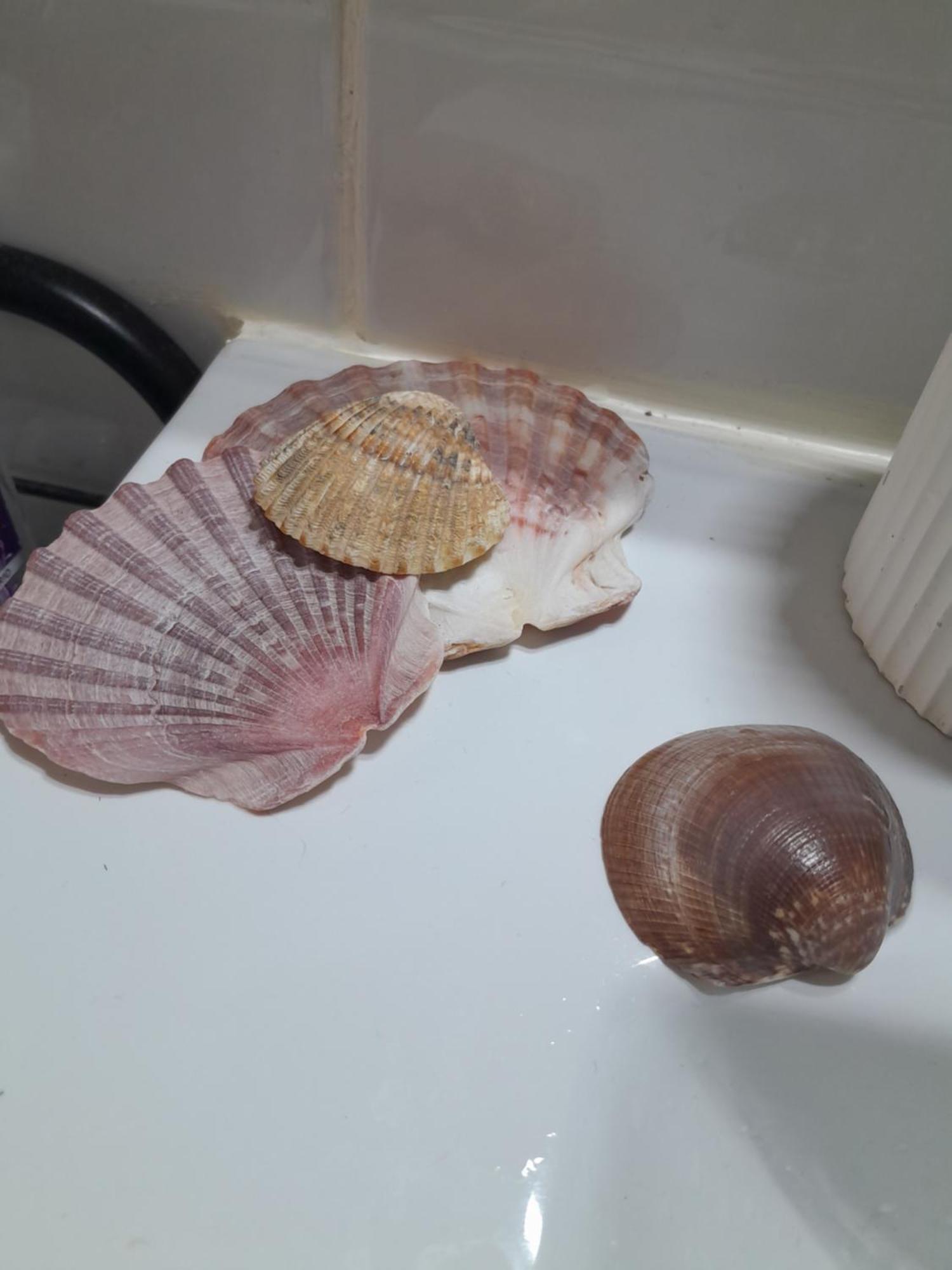 Gemuetliches Zimmer "Gold" Fuer 2 Personen Und Katzenliebhaber Valencia Eksteriør billede
